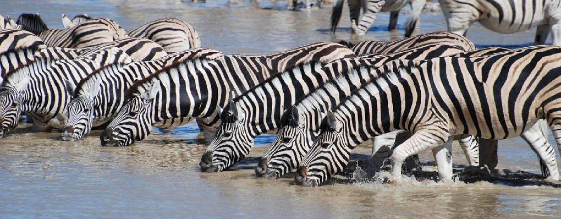 Tanzanija - Zebre na pojilištu