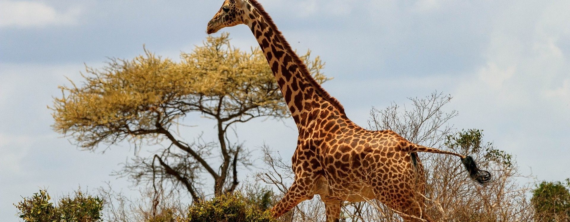 žirafa u prirodnom okruženju u Safariu Maasai mara u Keniji